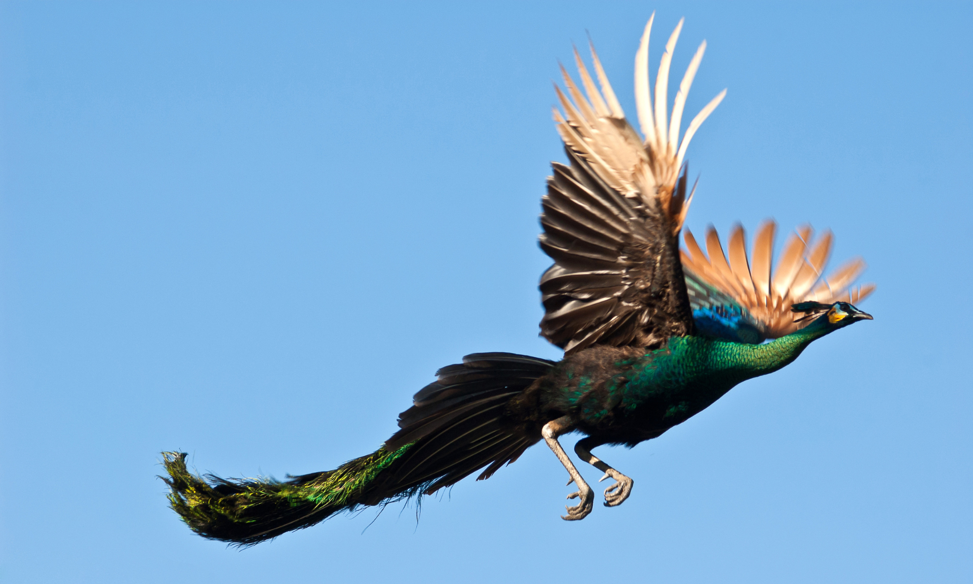 Pavo real en vuelo