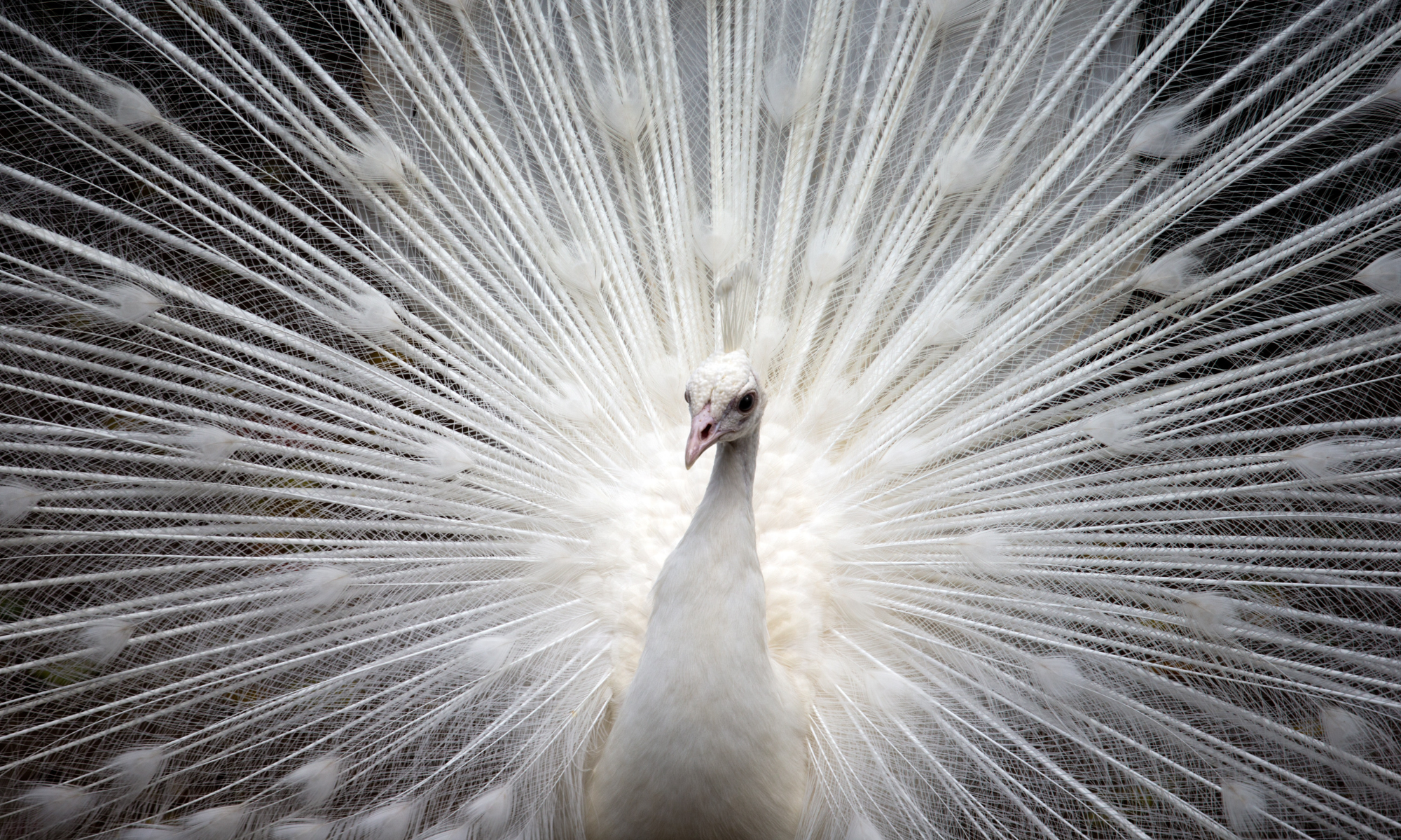 Pavo real blanco sobre fondo negro