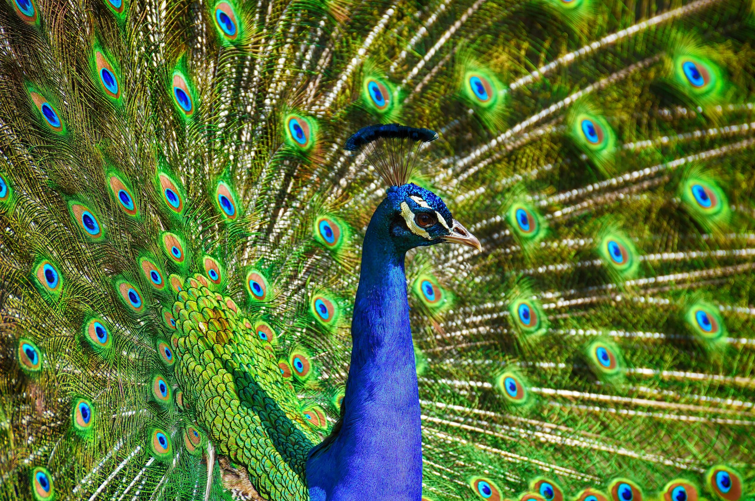 Pavo real home móvil